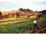 Joseph Beuys, Operazione Difesa della Natura, Aratura Biologica - San Silvestro Colli Pescara 1979, 1921, color C-print