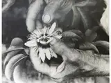 Joseph Beuys, Operazione Difesa della Natura, Impollinazione-fruit de la passion - Praslin Seychelles 1980, 1921, vintage gelatin-silver print on baryta paper Photo by Buby Durini With credit stamps on reverse