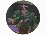 Enzo Faraoni, Cyclamen 1970