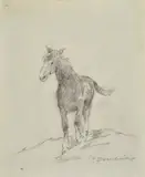 Carlo Domenici, Cavallo