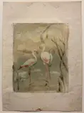 Romeo Costetti, Studio di fenicotteri