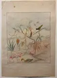 Romeo Costetti, Studio di vegetazione, pappagalli e anatra