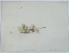 Claudio Bonichi, Uva di Monchiero, 1988
