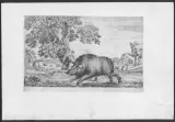 Stefano della Bella, Cacce A Differenti Animali
