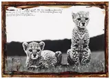 Peter Beard, Cheetah Cubs at Natl Park Hdqtr Mweiga nr. Nyeri (Kenya), 1968, Silbergelatineabzug, vor 1999