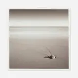 David Fokos, Beach Comet, Chilmark, Massachusetts, chromogenic print mounted to matboard
