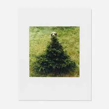 William Wegman, Untitled (Flo), c. 1995, c-print on paper