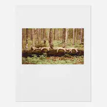 Resting Reindeer by William Wegman, 1997, c-print on paper, sold Jan 2017