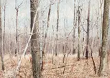 Charles Pitcher, (American/Western PA, 1927-2009),Early Winter Woods