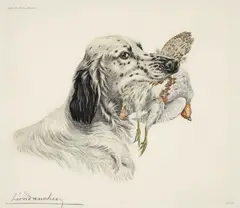 Léon Danchin, English Setter with Grouse, color, etching on paper