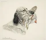 Léon Danchin, English Setter with Grouse, color, etching on paper