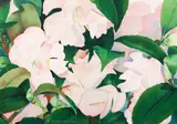 Gary Bukovnik, From Strybing Arboretum