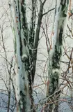 Charles Pitcher, (American/Western PA, 1927-2009), Winter Greens II