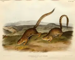 Untitled by John James Audubon, LITHOGRAPH ON PAPER, offered May 2020