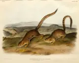 John James Audubon, Untitled