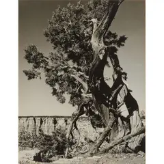 Morley Baer, Desert Juniper, gelatin silver print, [approximate dimensions -