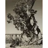 Morley Baer, Desert Juniper, gelatin silver print, [approximate dimensions -