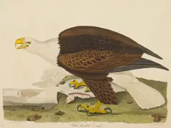 Untitled by White Headed Eagle, engraving by alexander wilson (1766-1813), offered Dec 2024