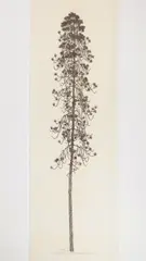 Pine by Jacques Hnizdovsky, woodcut, 1963, offered Dec 2024