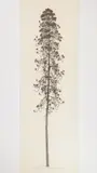 Jacques Hnizdovsky, Pine, woodcut, 1963