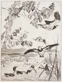 Félix Bracquemond, Vanneaux Et Sarcelles, etching, 1862, published by A. Cadart & F. Chevalier. 13 7/16 x 9 3/4'' Beraldi