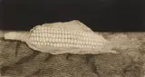 Ryohei Tanaka, Corn, etching, 1965
