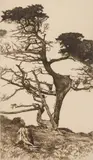 Ernest Haskell, The Head of the Ostrich, etching