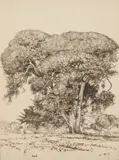 Ernest Haskell, Cemetery Live Oak, etching and engraving, 1916