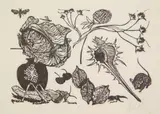 Leonard Baskin, Still Life wood, engraving, 1953