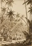 Tavik F Simon, Tropical Wood, Ceylon