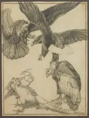 Frank Wilcox, Bird Studies, pencil on paper, ca. 1910