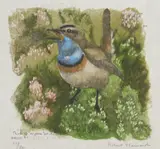 Robert Hainard, Bluethroat, woodcut in colors