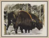 Robert Hainard, Bison in Forest (Bialoweiza), woodcut in colors, 1956, singed and