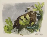 Robert Hainard, Osprey- Siroko Bill, woodcut in colors, 1958