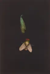 Tomoe Yokoi, Fly and Leaf mezzotint in colors, mezzotint