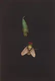 Tomoe Yokoi, Fly and Leaf mezzotint in colors, mezzotint