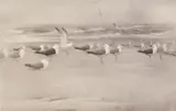 Stow Wengenroth, Gulls, lithograph, 1959