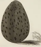 David Hockney, The Boy Hidden in an Egg, etching with aquatint, 1969
