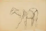 William Sommer, Swayback Horse, pen and ink on paper, matted and