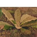 Giovanni Battista Filosa, Castellammare di Stabia, 1850 - Resina, 1935 / Foglie / Sottobosco / Firmato G B Filosa in basso a destra