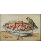 Piatto con ciliegie e pappagallino by Teresa Berenice Vitelli, tempera on pergamena, offered Sep 2020