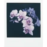 Nobuyoshi Araki, Tokyo 1940 / Flower