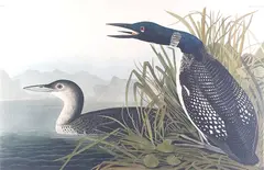 and Robert Havell by John James Audubon, Lithograph, offered Aug 2024