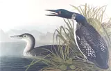 John James Audubon, and Robert Havell