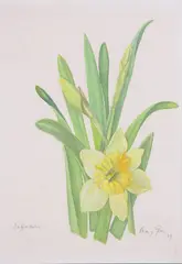 Mary Gray, Daffodils, circa 1989, Watercolor on Paper