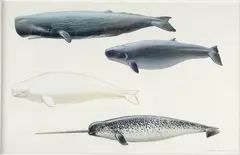 Peter Schouten, Untitled, Gouache Species of Whales Painting