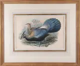John Gould, Lophophorus L’Huysi, Lithograph