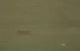 Robert Stark Jr., Lone Dory on Calm Waters,