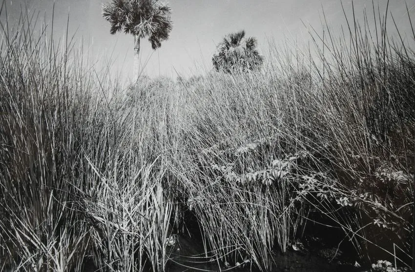 Smith Creek by Clyde Butcher, 1989, Print, offered Sep 2019