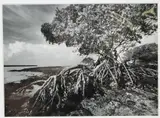 Clyde Butcher, Indian Key Pass #3
